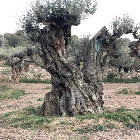 Lo Molí De Rosquilles